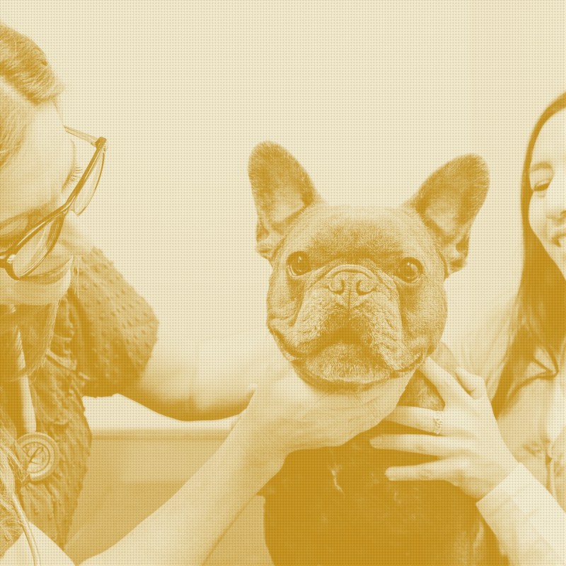Trupanion Wires Its Claims Engine Straight Into Digitail's Vet Software