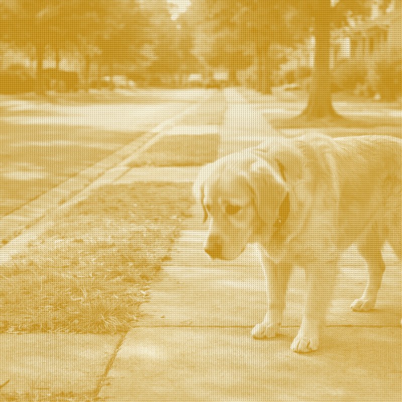 Verizon's App Is Now a Pet-Tech Storefront