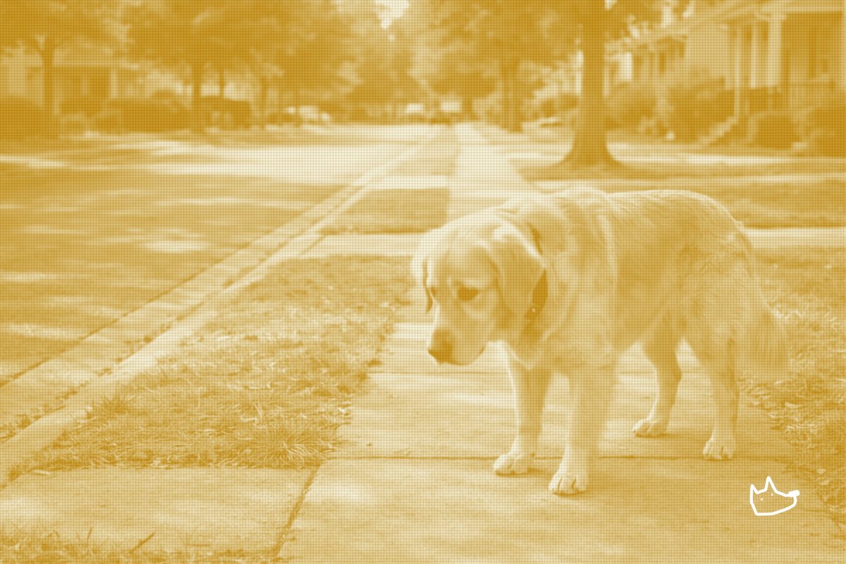 Verizon's App Is Now a Pet-Tech Storefront