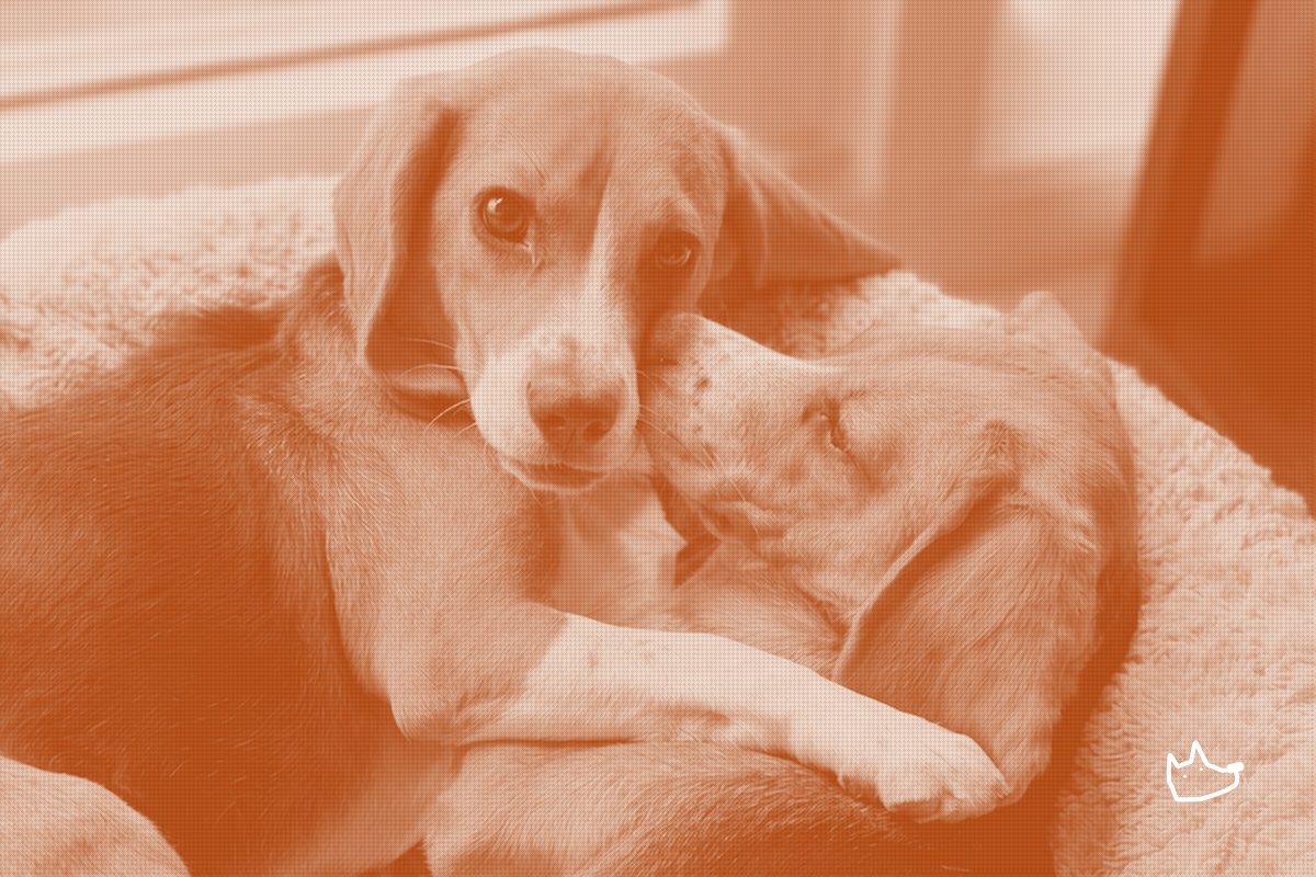 A Startup Bred the Allergen Out of Dogs.