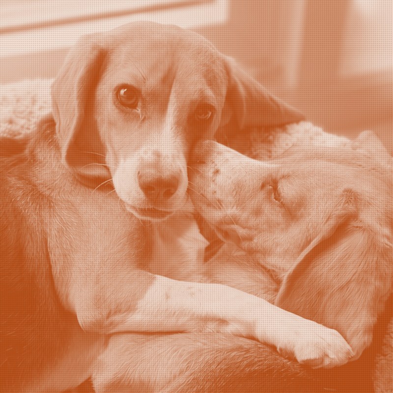 A Startup Bred the Allergen Out of Dogs. 