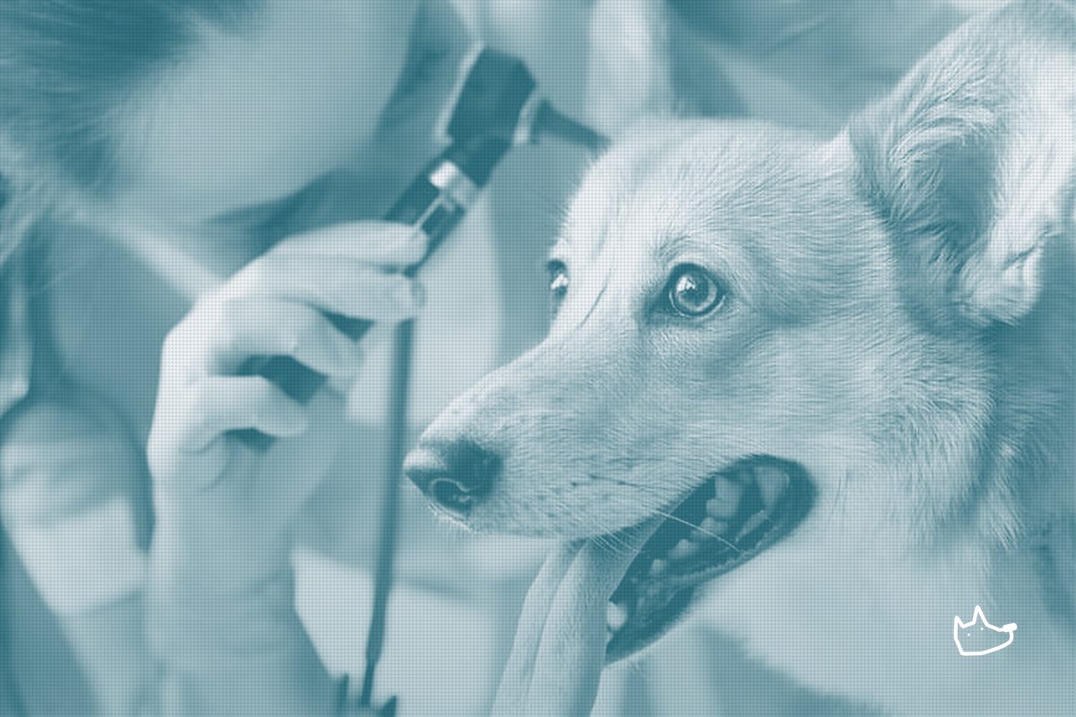 Zoetis Posts Flat Q2 Revenue as Pet-Spending Softness Persists