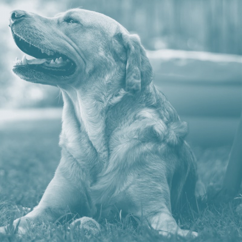 Central Garden & Pet Raises Guidance Despite an 8% Sales Drop