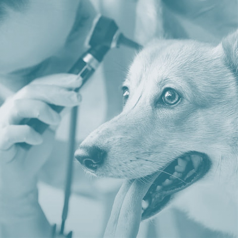 Zoetis Posts Flat Q2 Revenue as Pet-Spending Softness Persists