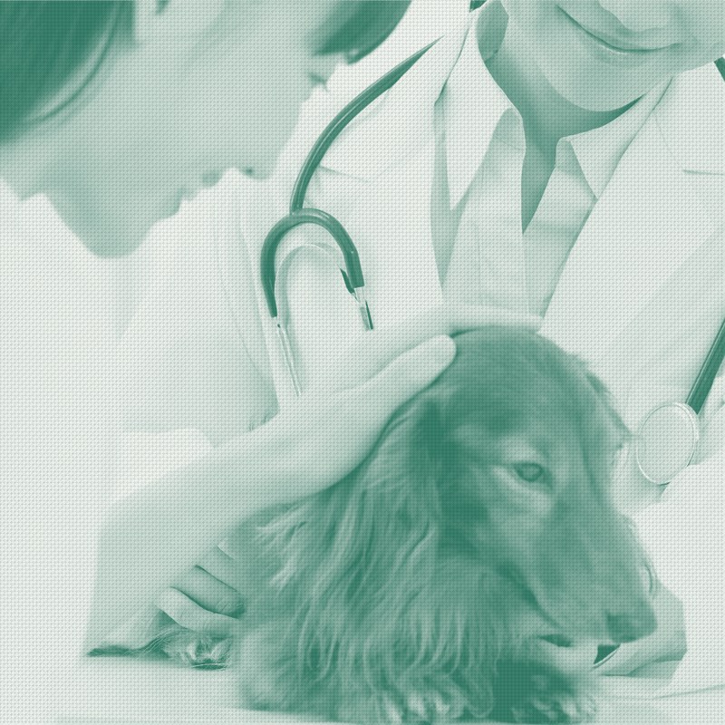 Japan's Biggest Vet Hospitals Are Burning Out. Smaller Ones Aren't.