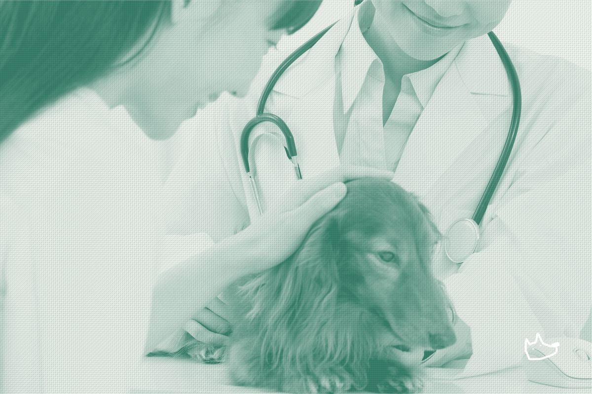 Japan's Biggest Vet Hospitals Are Burning Out. Smaller Ones Aren't.