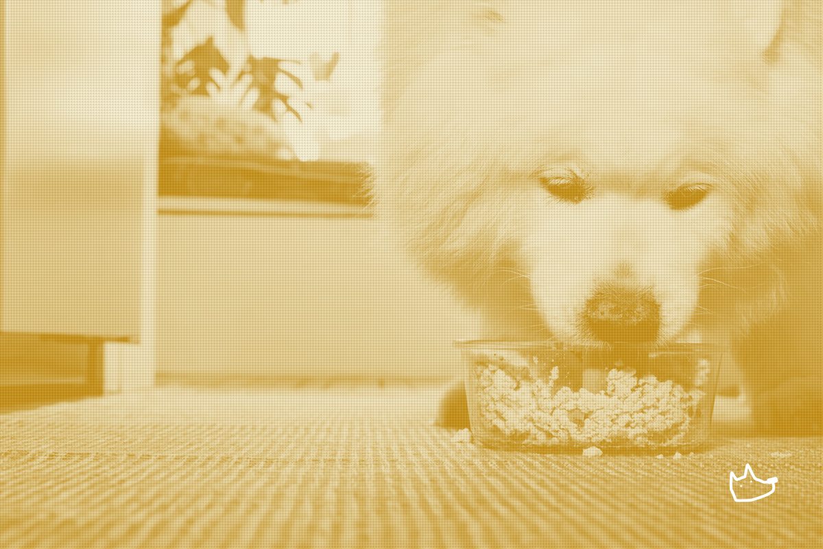 The Farmer's Dog Tries to Escape the Cold Chain