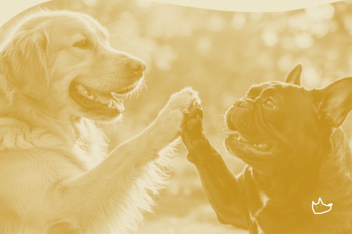 Healthy Paws Lands a Fourth Embedded Insurance Deal With DogPack