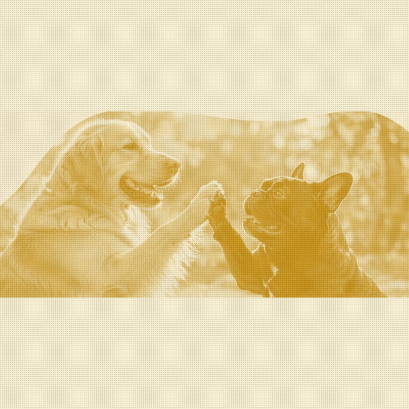 Healthy Paws Lands a Fourth Embedded Insurance Deal With DogPack
