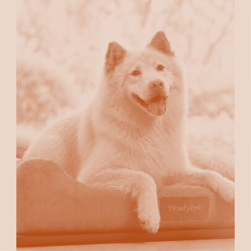 A Smart Bed Takes On the Pet-Wearable Crowd, No Collar Required