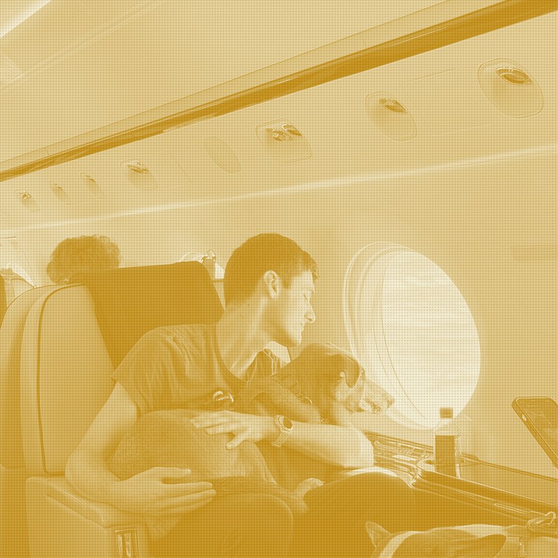 Vicuna Air extends pet travel beyond the flight with a ground network