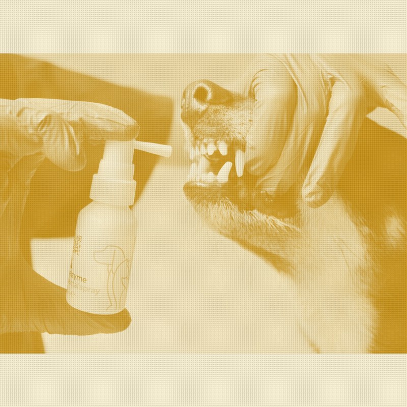 ZymIQ's US Patent Bets on Enzymes Over Antimicrobials in Pet Care