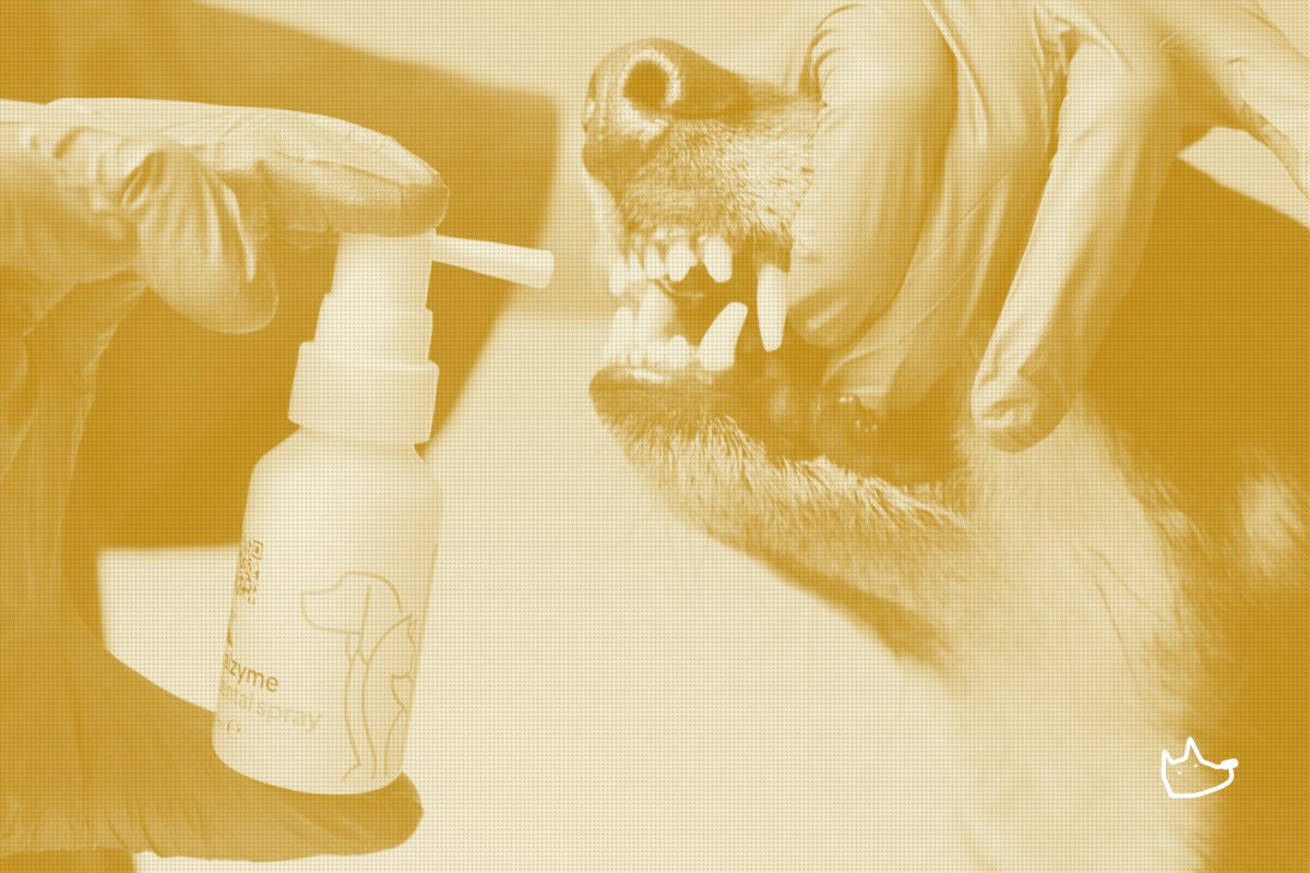 ZymIQ's US Patent Bets on Enzymes Over Antimicrobials in Pet Care