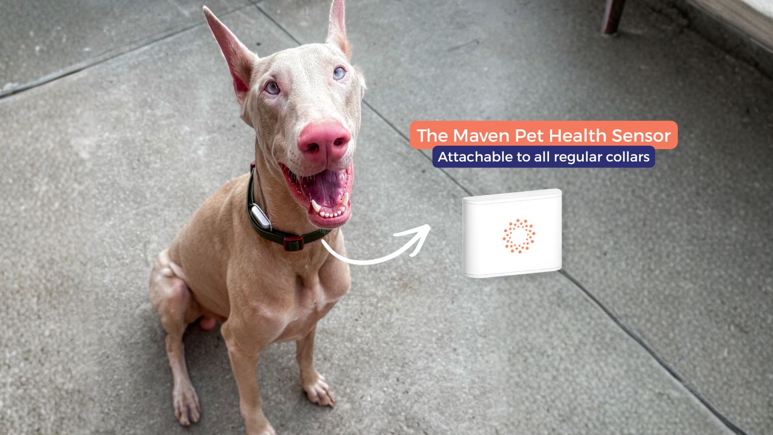 A dog wearing the Maven pet health sensor, which attaches to a regular collar