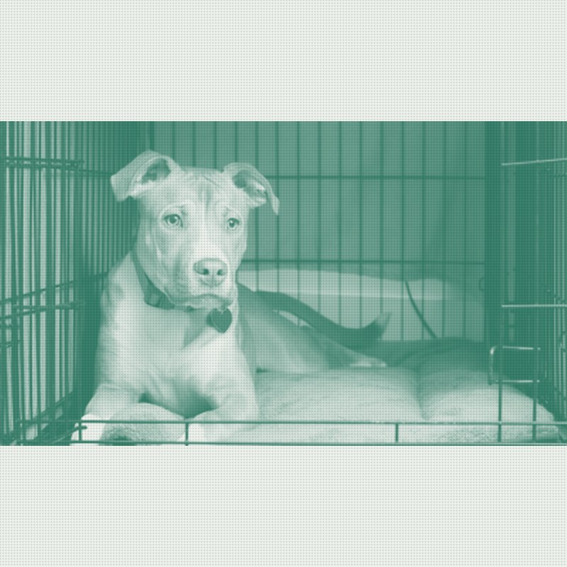 Portugal Pet Moves Jump 77% as Americans Relocate