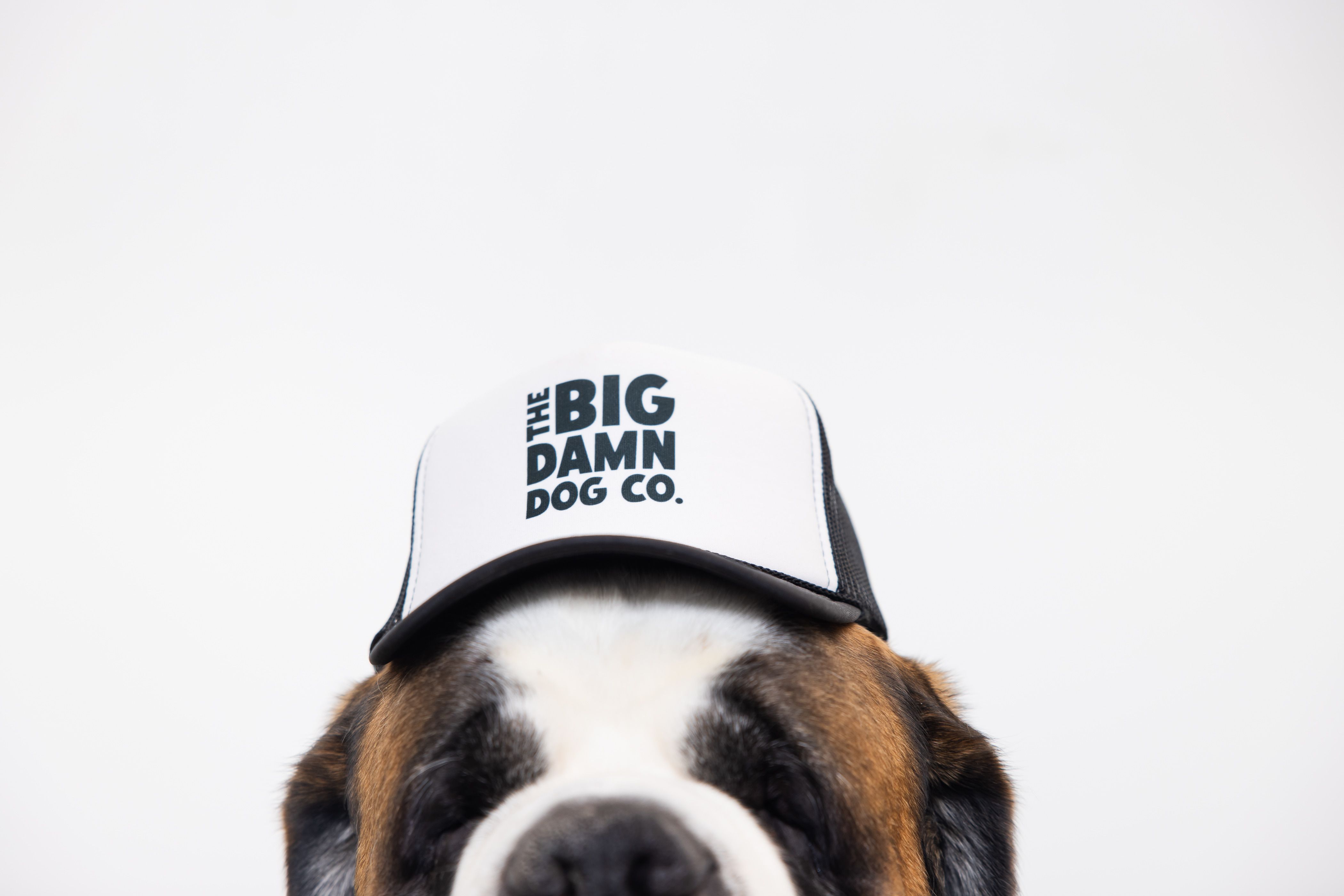 Big Damn Dog Co. branding