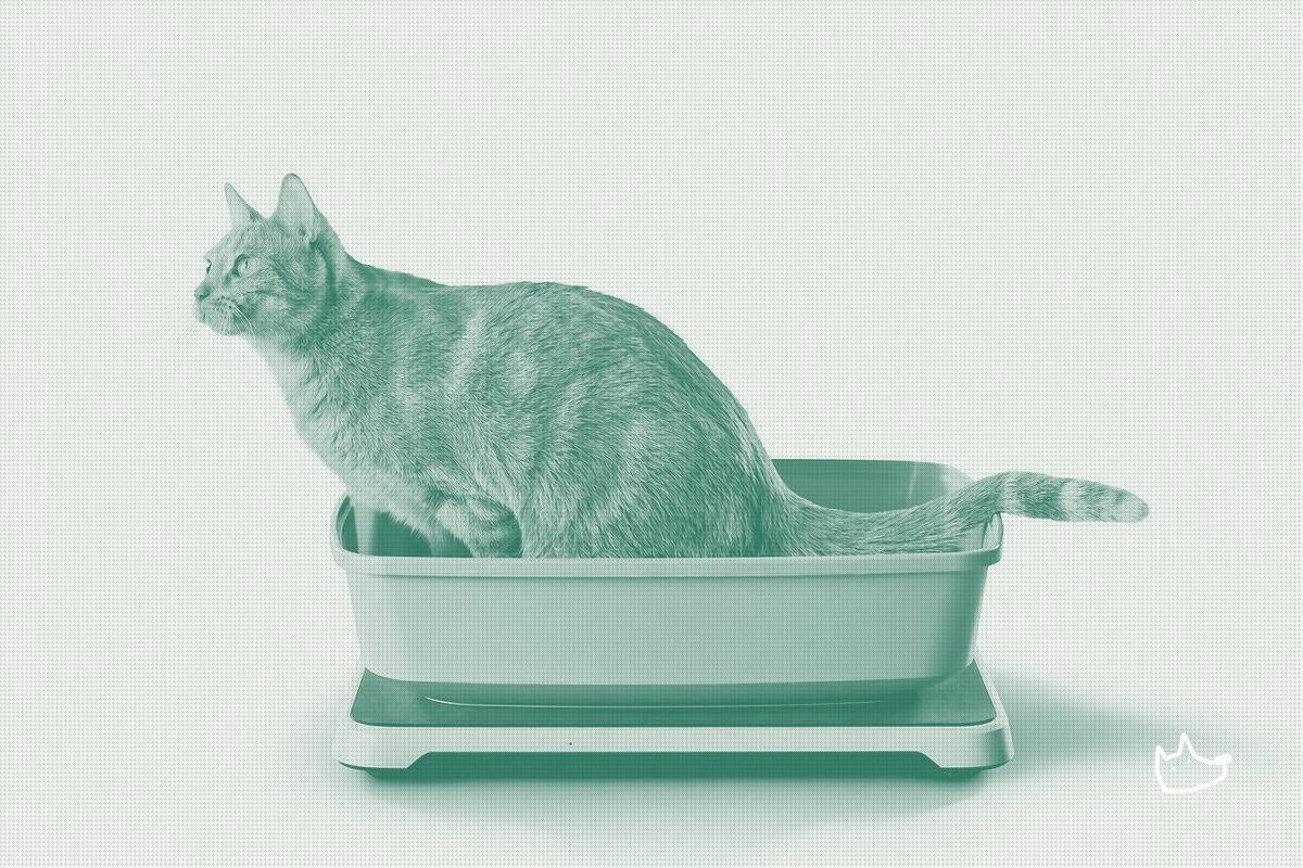 Purina and Ohio State's Litter Box Study Validates a Health-Monitoring Category
