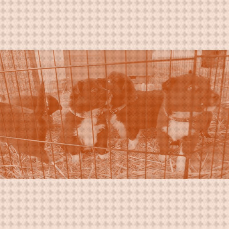 SuprDog Opens a Waitlist for FetchIQ, Discloses Almost Nothing Else