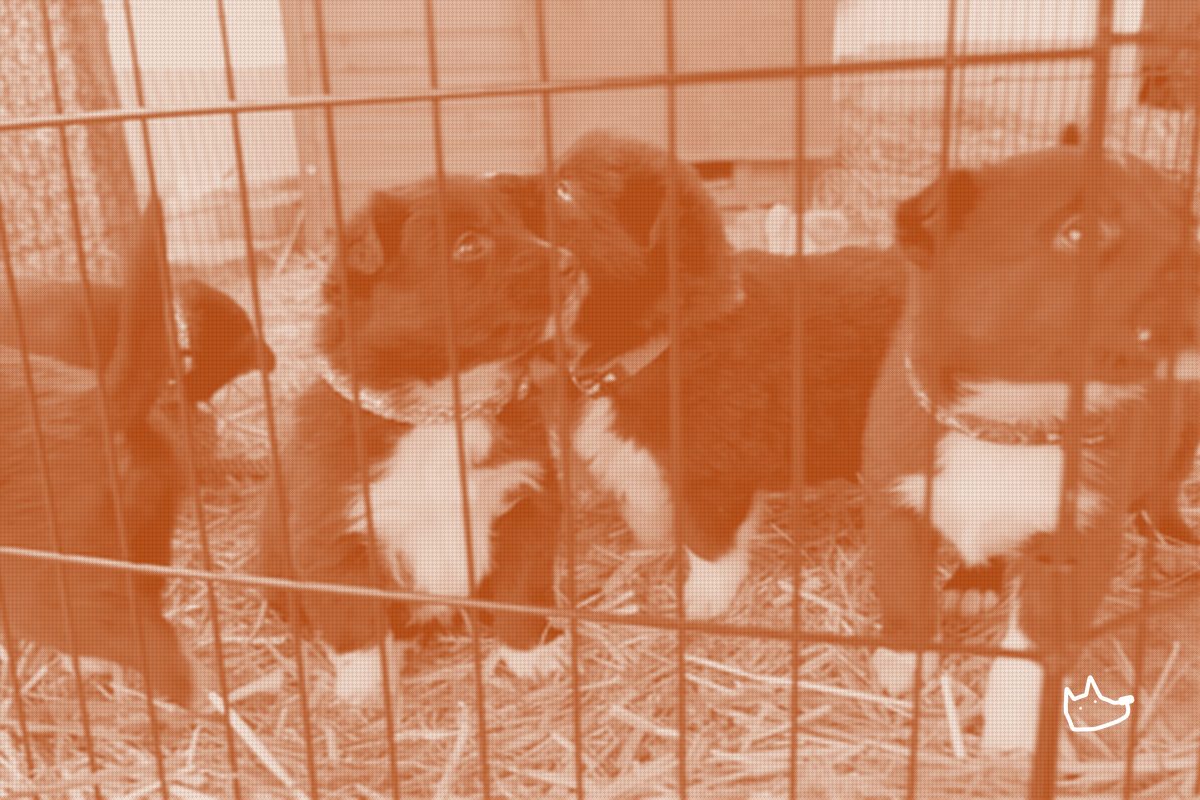 SuprDog Opens a Waitlist for FetchIQ, Discloses Almost Nothing Else