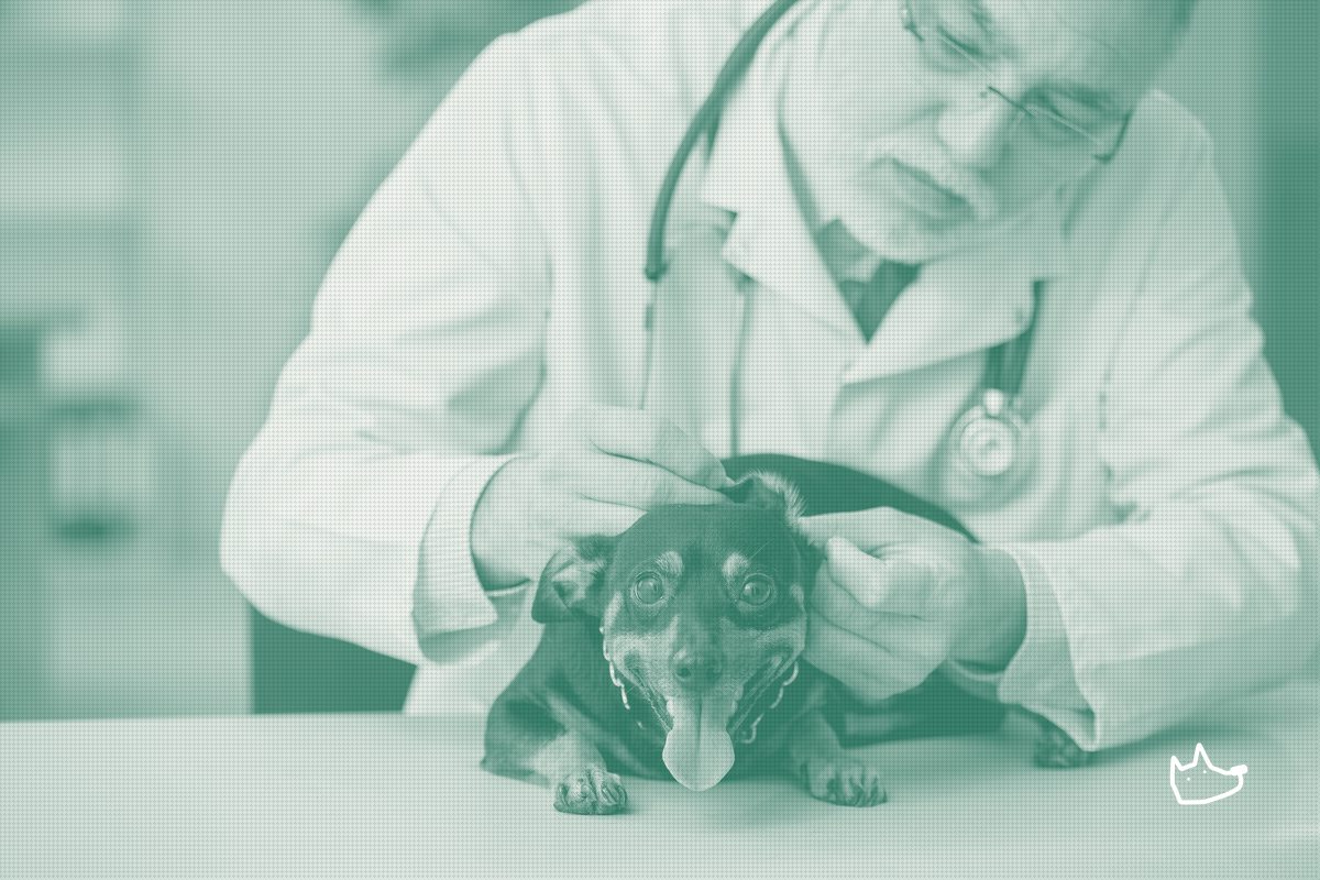 Same-Diagnosis Vet Bills Can Vary 20x, Embrace Data Shows