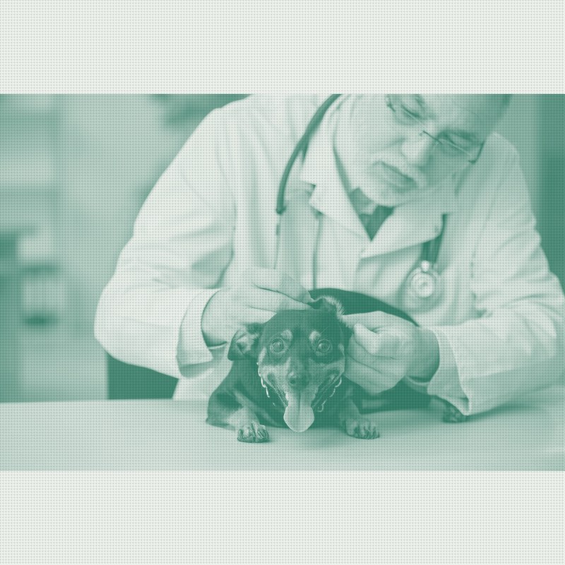 Same-Diagnosis Vet Bills Can Vary 20x, Embrace Data Shows