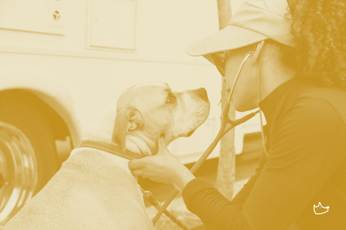 $250M Duffield Pledge Raises the Stakes on Vet Care Access