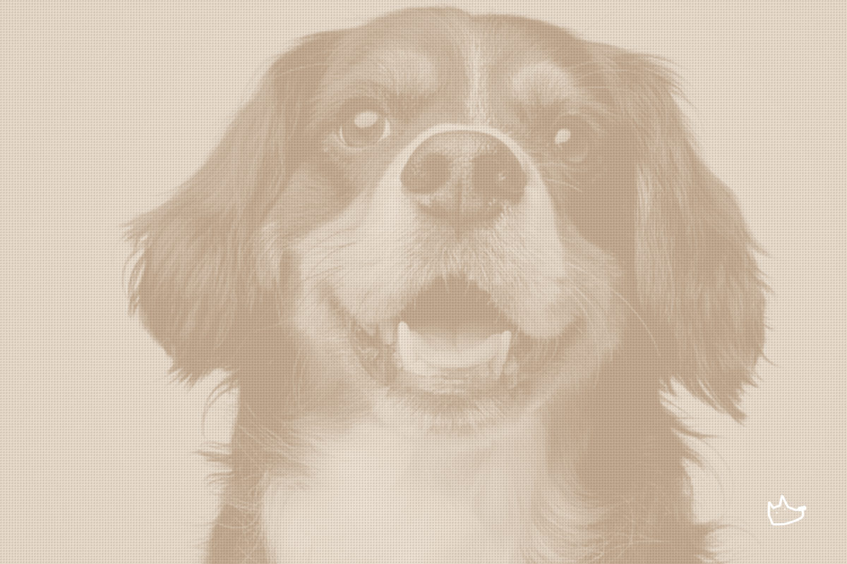 PetMeds Names New CEO, Rebuilds Board Amid Takeover Fight