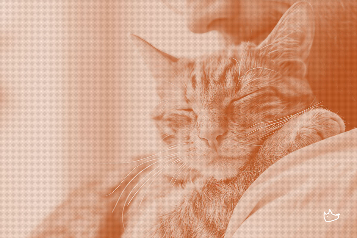 A free vet portal brings pet insurance into the cost conversation