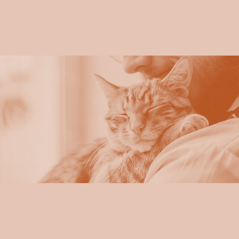 A free vet portal brings pet insurance into the cost conversation