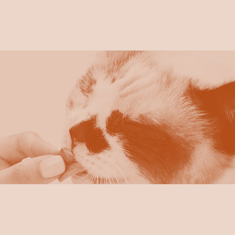 Native Pet brings its dog supplement playbook to cats, four years behind a rival