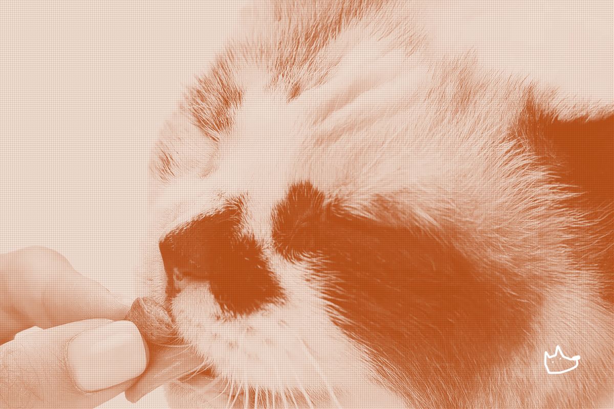 Native Pet brings its dog supplement playbook to cats, four years behind a rival