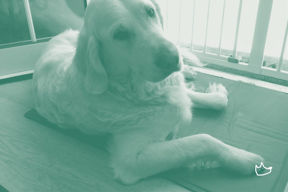 ASPCA study ties gel cooling products to 45 dog poisoning cases
