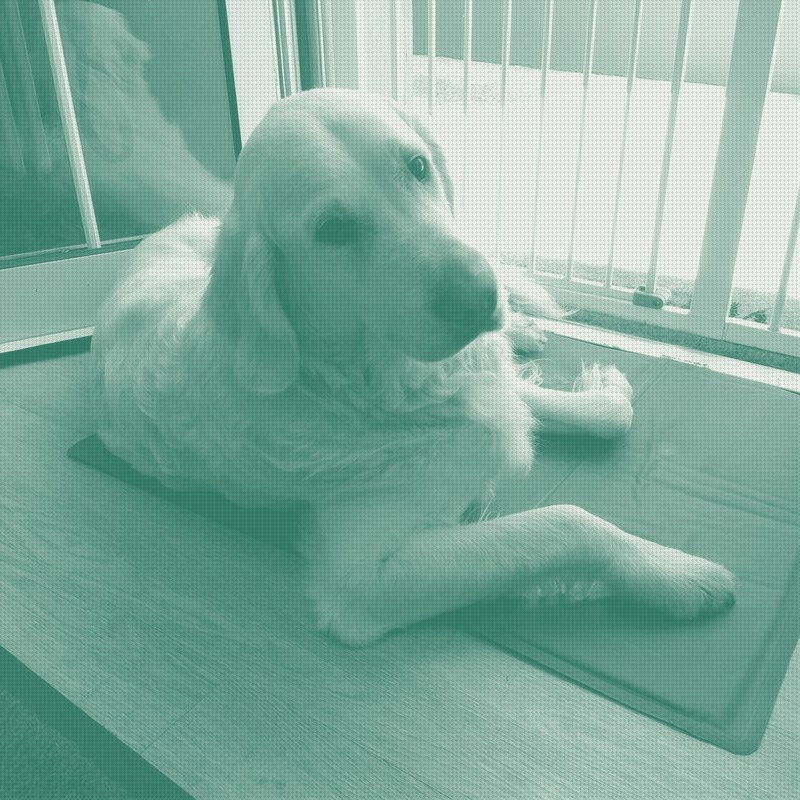 ASPCA study ties gel cooling products to 45 dog poisoning cases