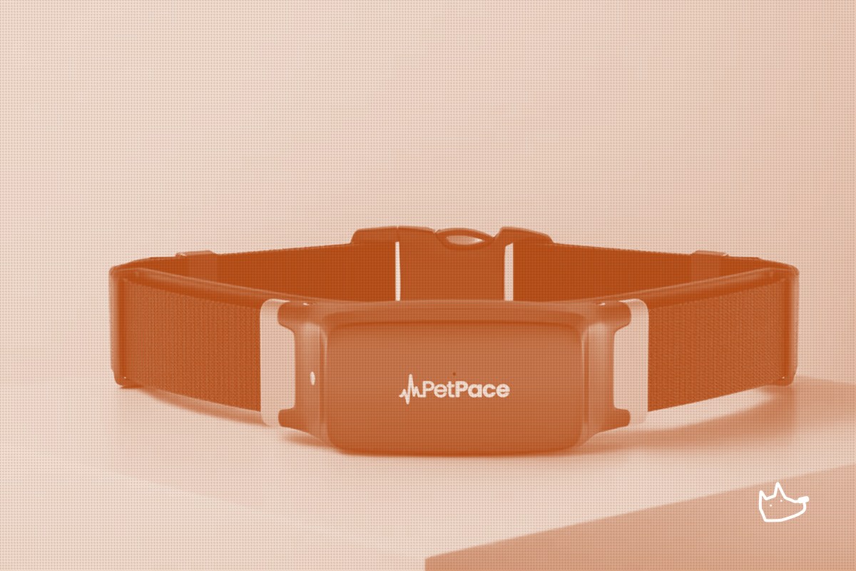 PetPace brings its vital-signs collar to Chewy