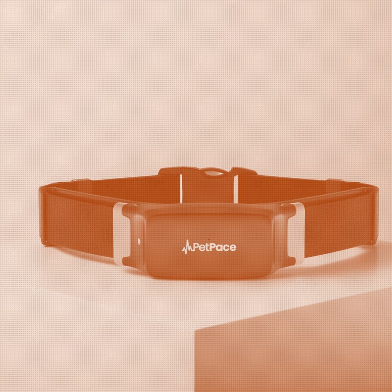 PetPace brings its vital-signs collar to Chewy