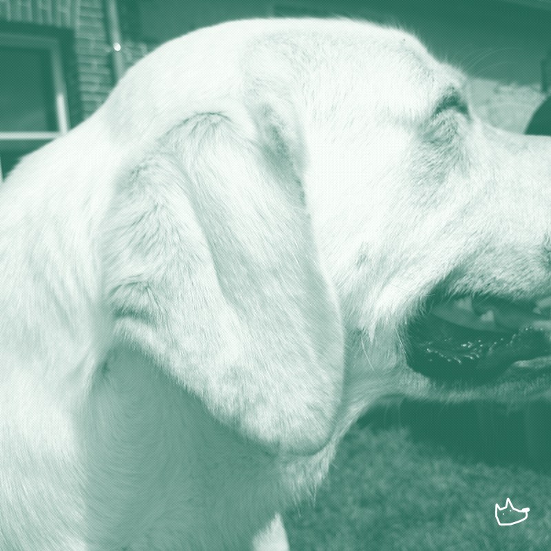 Purina marks 25 years of its 48-Labrador Life Span Study
