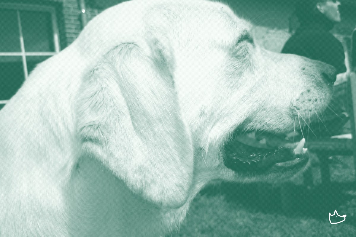 Purina marks 25 years of its 48-Labrador Life Span Study