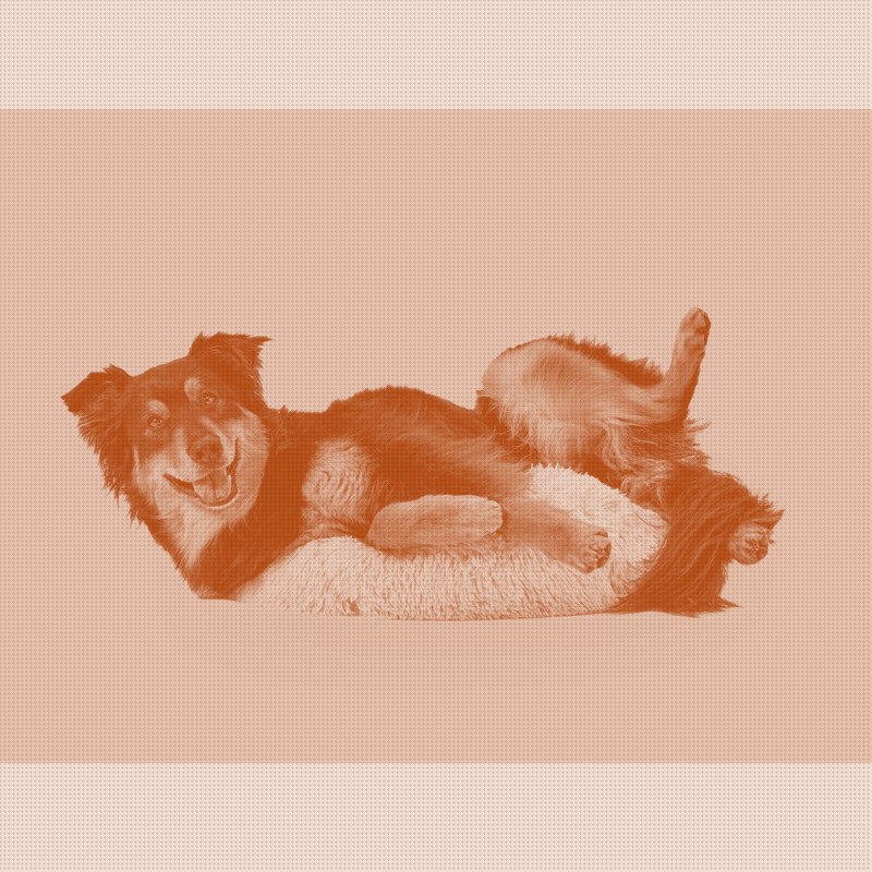 Wisdom Panel adds 13 behavior traits to its Premium dog DNA test