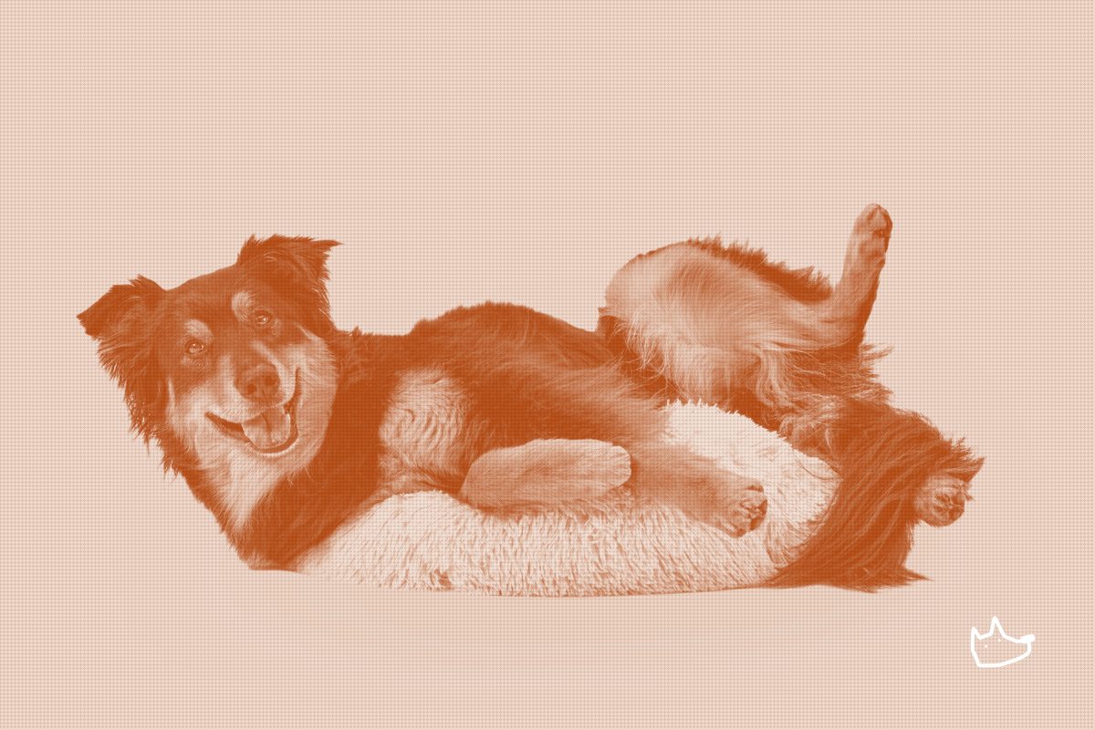 Wisdom Panel adds 13 behavior traits to its Premium dog DNA test