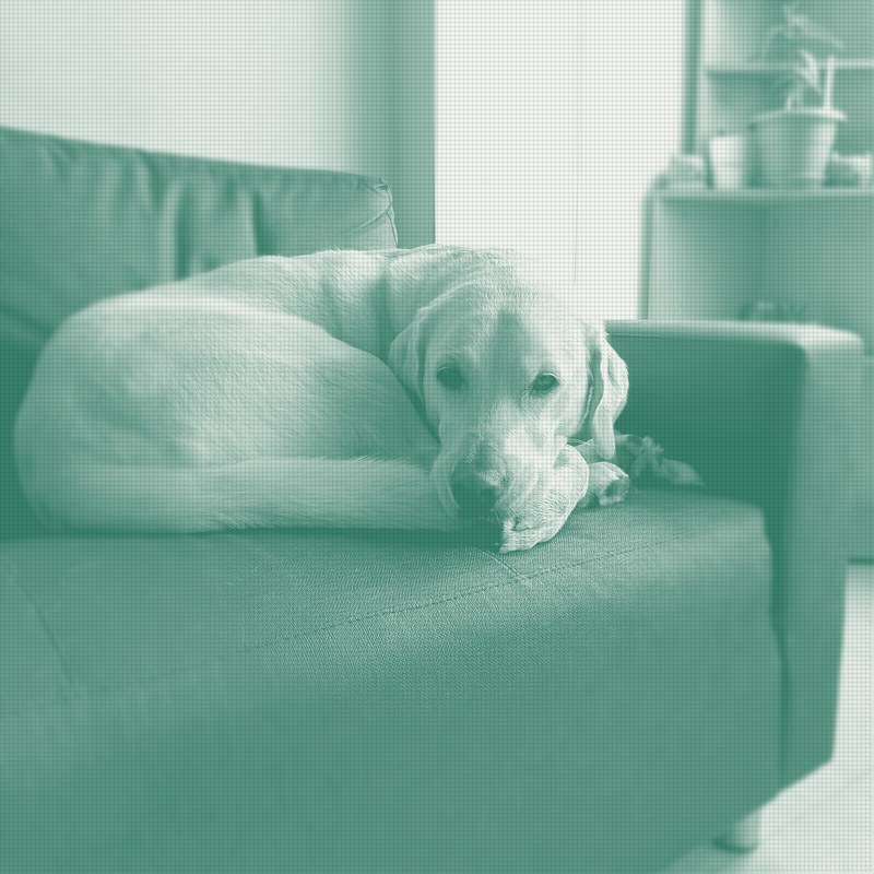 Affordable Pet Labs opens a 1,500-sample study of a needle-free heartworm test