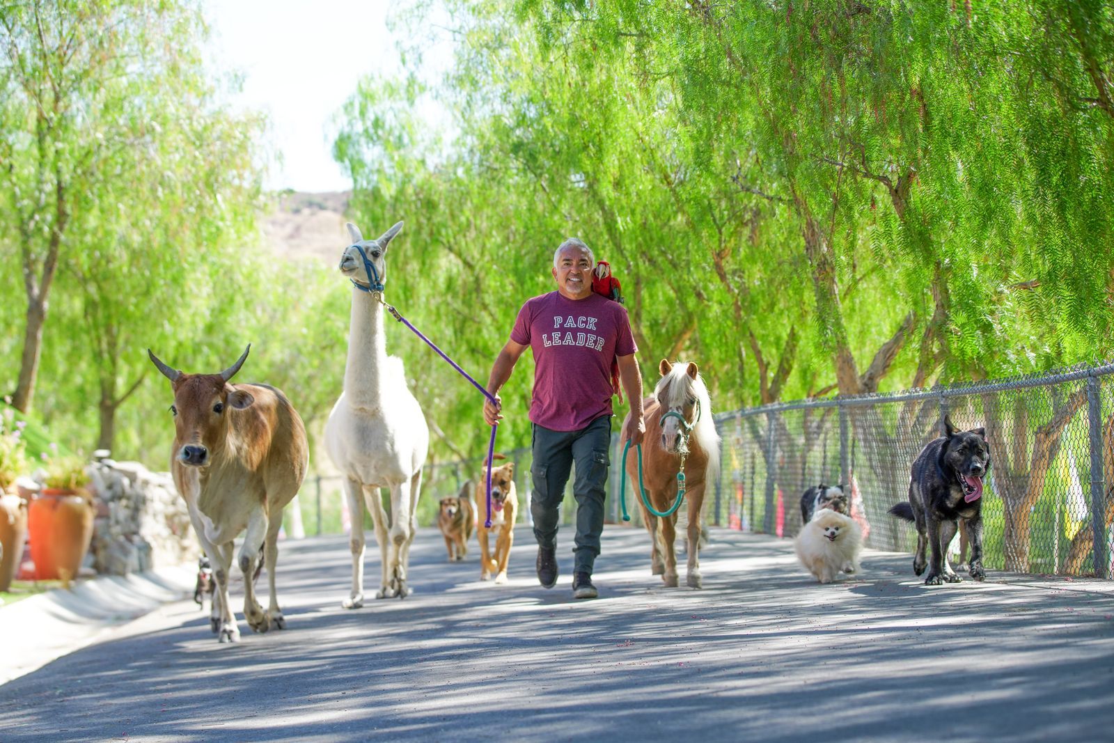 Cesar Millan with dogs