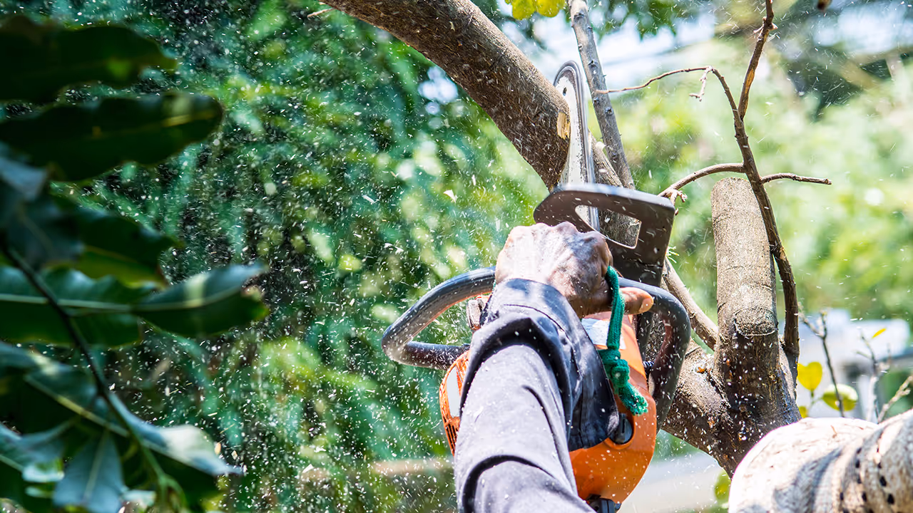 Tree trimming crew shaping branches for a healthy tree