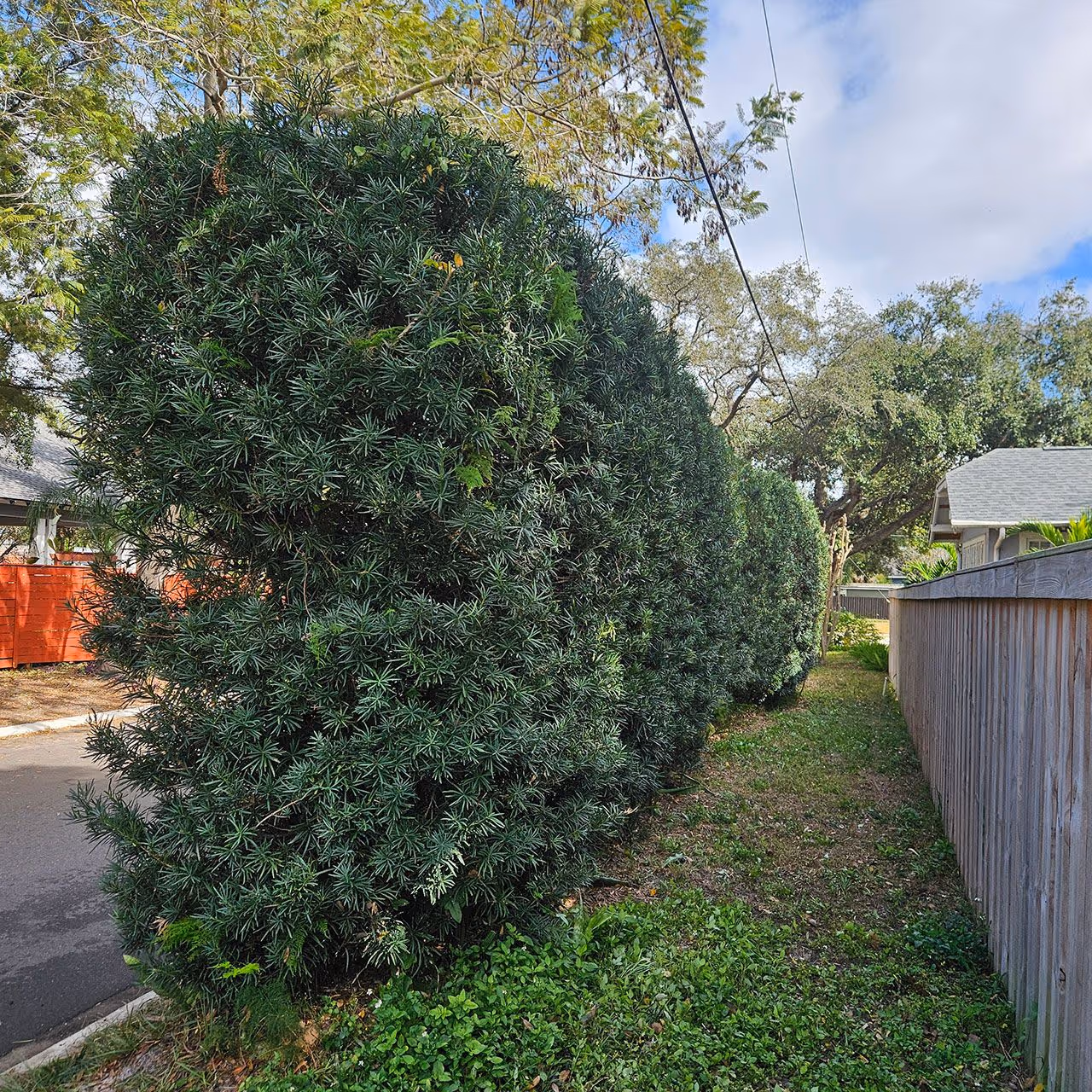 Tree trimming crew shaping branches for a healthy tree