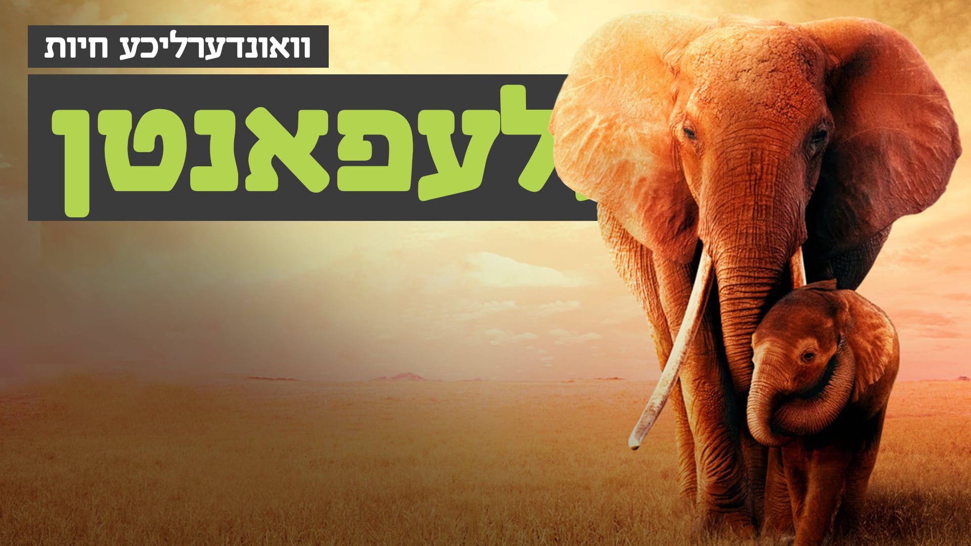 וואונערליכע חיות - די עלעפאנט