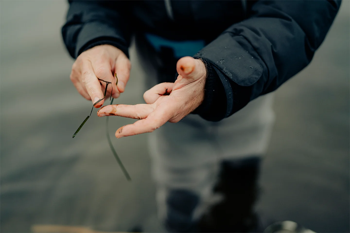 Pigs, nitrogen and the collapse of Denmark's fjords