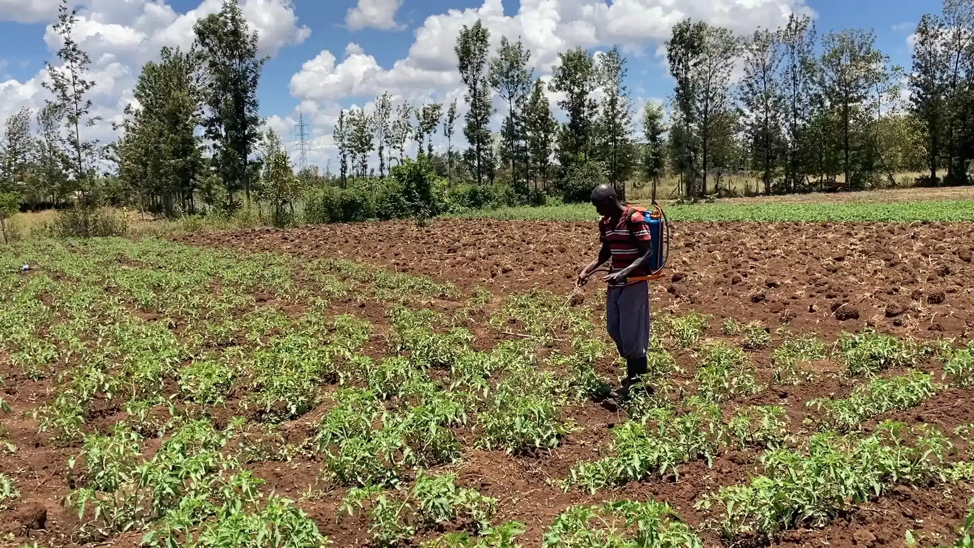 Sustainably toxic: Syngenta foundation's work in Kenya