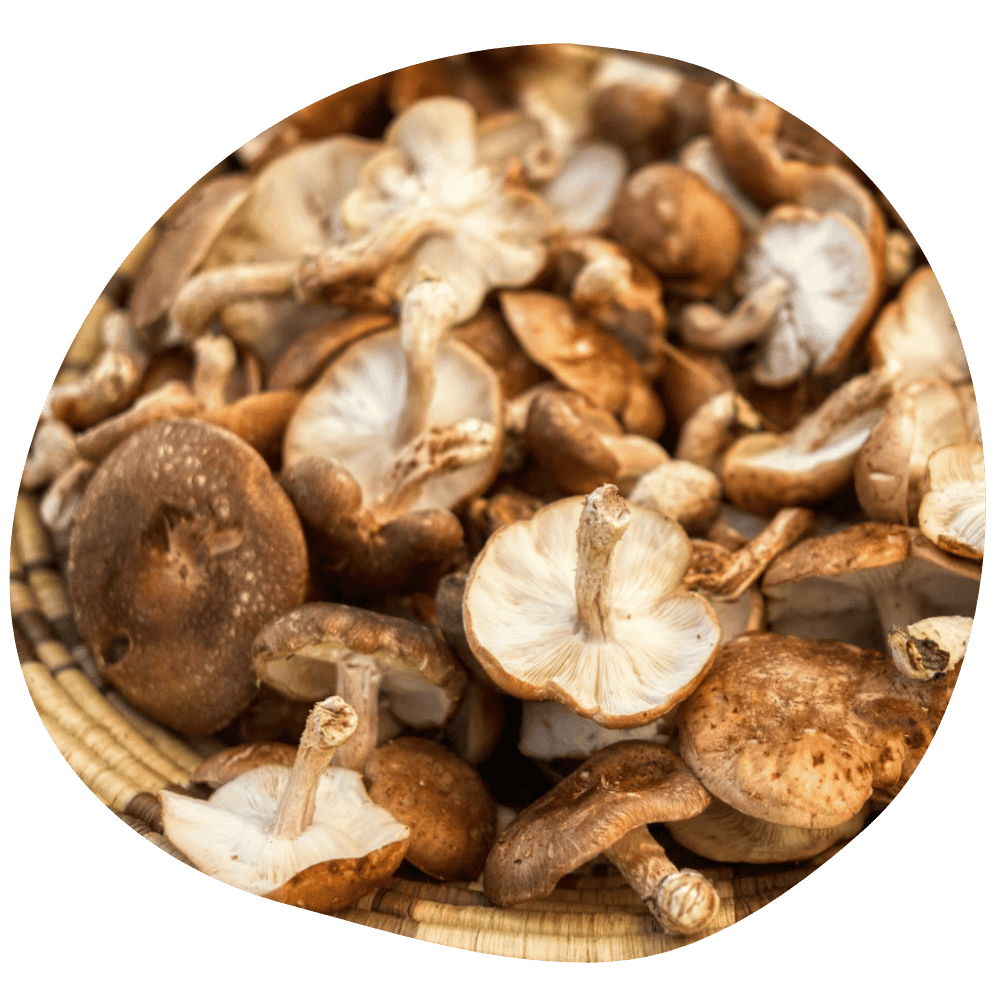 Champignons Shiitakés