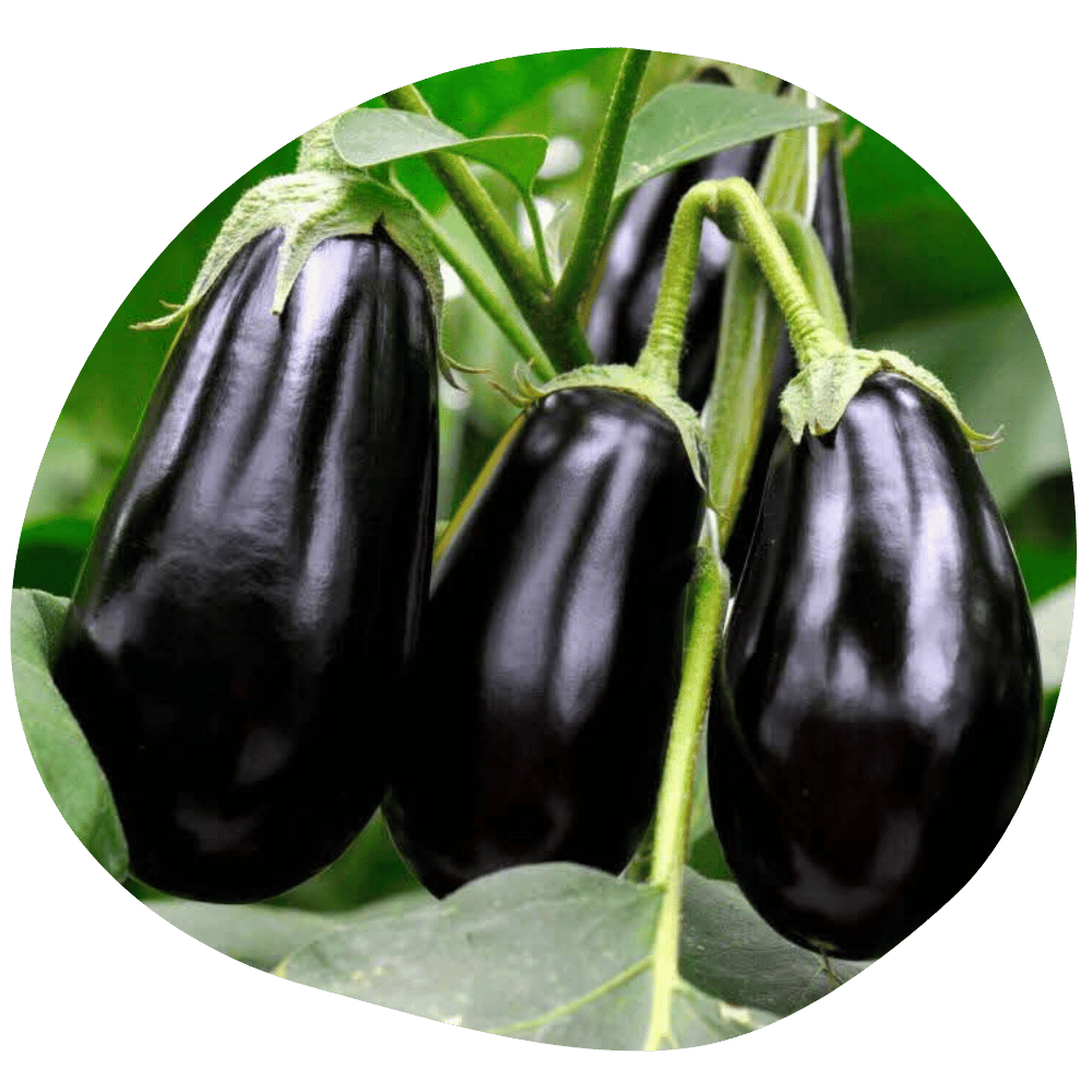 Aubergines