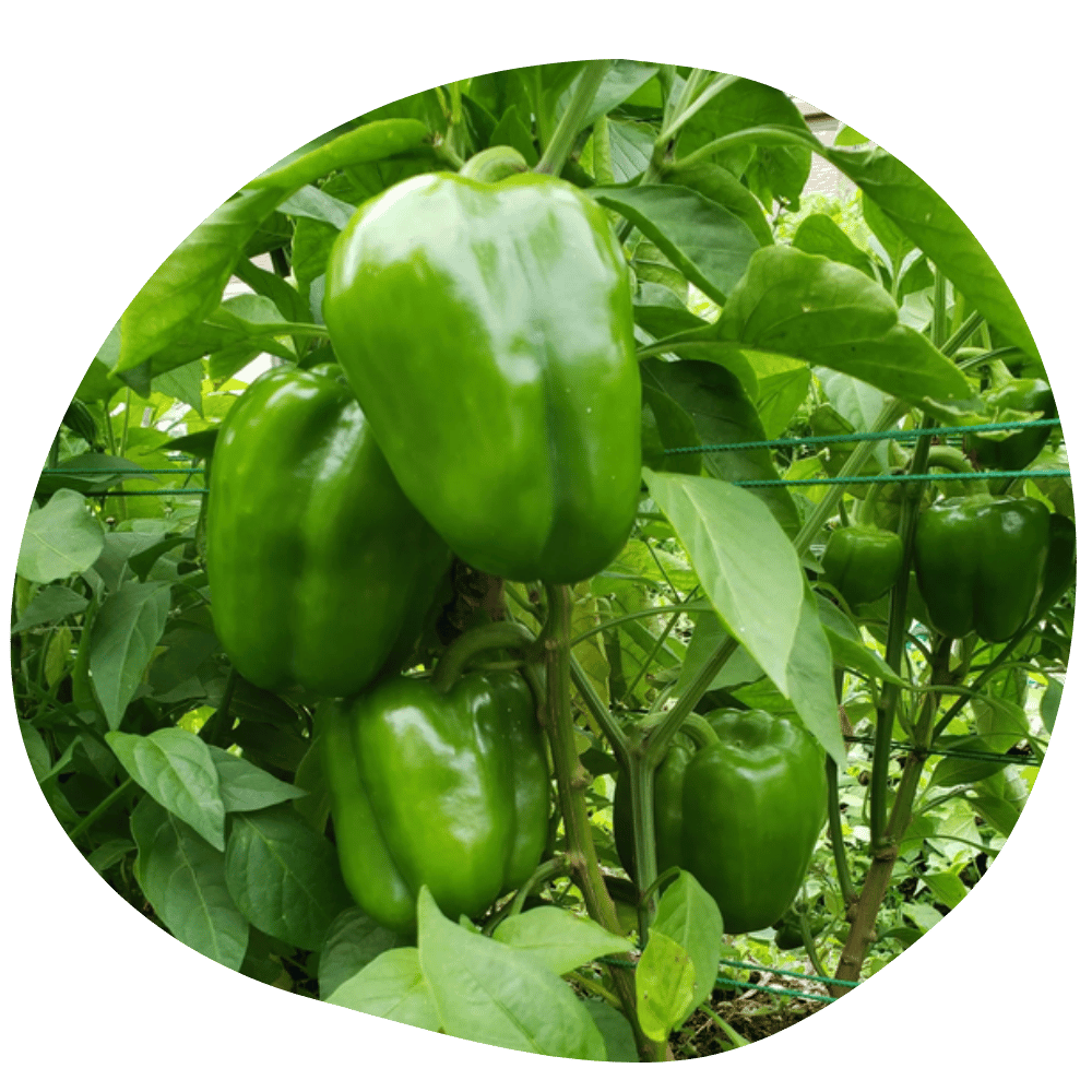 Poivron vert