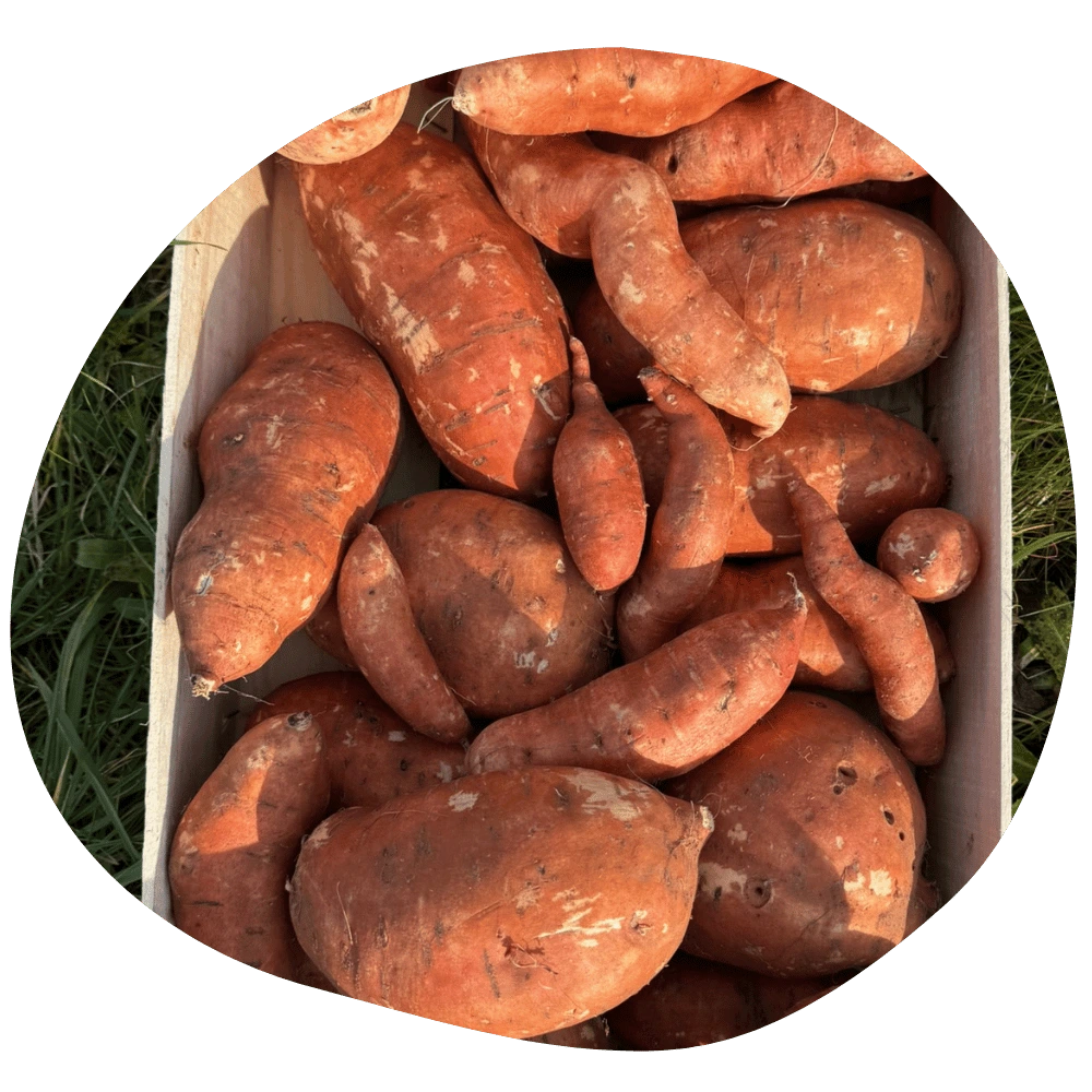 Patates douces